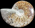 Polished, Agatized Ammonite (Cleoniceras) - Madagascar #54534-1